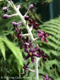 Image result for Uvariastrum