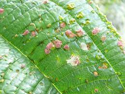 O fungo preto (auricularia polytricha) é um cogumelo selvagem comestível, às vezes conhecido como orelha de árvore ou fungo de orelha de nuvem, devido à sua forma escura e semelhante a orelha. Principais Doencas Das Plantas O Meu Jardim