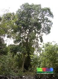 Image result for Bruguiera