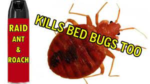How I Rid Nasty Bed Bugs Raid Ant Roach Spray Ko Ed The Bedbugs I Discovered Myself Youtube
