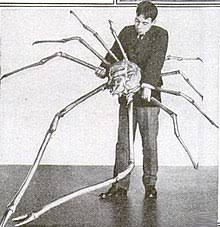 Straight out bans will be handed. Japanese Spider Crab Wikipedia