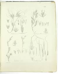 Image result for Exotheca