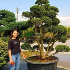 Indoor bonsai tree flowerpot, tree, grass, bald cypress png. Japanese Holly Boxleaf Holly Box Leaved Holly Kinme Ilex Crenata Kinme Bonsai Aquifoliaceae Sms Marmara Group