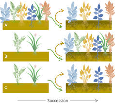 Image result for Pittosporum mildbraedii