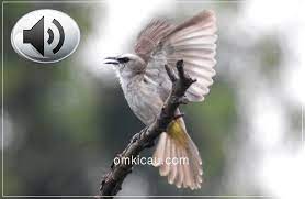 Video burung trucukan berkicau gacor. Empat Audio Variasi Trucukan Ropel Untuk Masteran Om Kicau