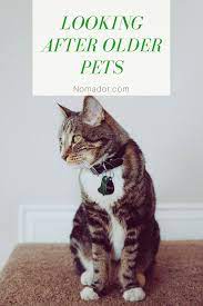 Obviously, cat insurance is still unpopular in the united states. Looking After Older Pets Best Pet Insurance Pet Insurance Reviews Embrace Pet Insurance