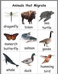 Migrate Hibernate Adapt Sorting Activity Winter Kindergarten Activities Math Center Games Winter Kindergarten