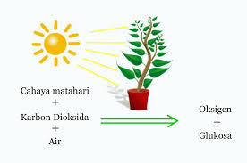 Daur atau siklus hidup tumbuhan merupakan salah satu proses yang menandai perkembangan makhluk hidup sejak awal mula kehidupannya dimulai di protalium adalah suatu masa atau proses metagenesis pada tumbuhan paku. Proses Fotosintesis Penjelasan Dan Faktor Faktor Yang Mempengaruhinya