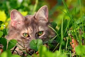 Coughing, gagging, reverse sneezing, hiccupping, retching, and wheezing can all be misidentified as a sneeze, and each of these symptoms come with. Pollen Allergies In Cats Symptoms Causes Diagnosis Treatment Recovery Management Cost