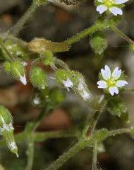 Image result for Cerastium afromontanum