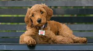 Our next litters will be standard f1b goldendoodles expeceted summer of 2021. Mini Goldendoodle Google Search Goldendoodle Goldendoodle Puppy Puppies