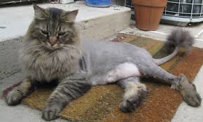 Cat shaved like a dragon cut. The Maine Coon Lion Cut Why Cats Should Not Be Shaved Petskb