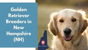The golden retriever will range from 20 to 25 inches tall, and weigh from 60 to 80 pounds. 25 Golden Retriever Breeders In New Hampshire Nh Golden Retriever Puppies For Sale Animalfate