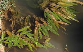 Image result for Potamogeton nodosus