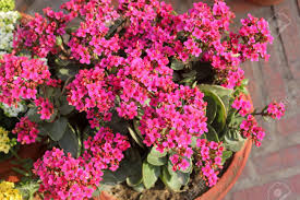 As with most succulents, this succulent species requires full sunlight to keep the leaves a healthy color. Pink Kalanchoe Plant Patio Lawn Garden Cacti Succulents