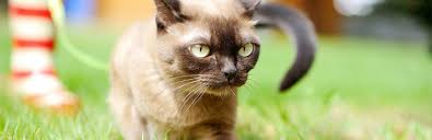 Birman Cat Cat Breed Information Characteristics And Facts