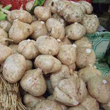 Jicama Seeds Pachyrrhizus Erosus Packet Of 10 Seeds Palm Etsy In 2021 Health And Nutrition Jicama Eating Raw