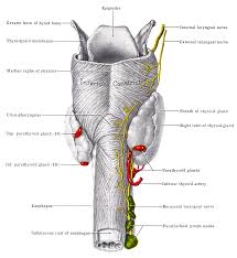 Nebenschilddruse Wikipedia