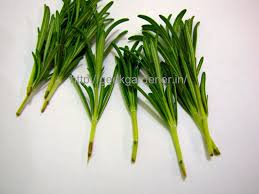 Image result for rosemary cuttings