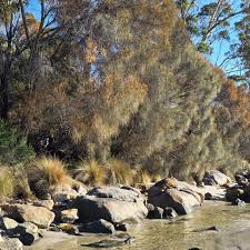 Image result for Casuarina verticillata