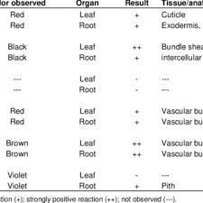 Image result for Eragrostis anacranthoides