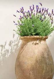 Southern Feeling Mooie Terracotta Vaas Met Lavendel Geeft Een Zuiders Gevoel Plantas De Lavanda Maceteros De Jardin Jardineria En Macetas