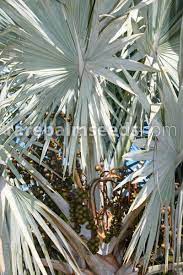 We did not find results for: Bismarckia Nobilis Silver Bismarck Palm Buy Seeds At Rarepalmseeds Com