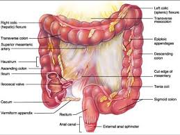 Digestive System Anatomy And Physiology Intestines Anatomy
