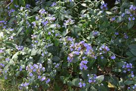 Image result for Eranthemum pulchellum
