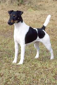 Smooth Fox Terrier Liberal Dictionary Smooth Fox Terriers Fox Terrier Fox Terrier Puppy