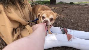 Check spelling or type a new query. Demonic Dog Put Up For Adoption In Brutally Honest Facebook Post