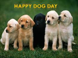 There are tons of homeless puppies out there who are looking for their forever families, and they are stuck in shelters or rescue centers just waiting to be taken home somewhere. National Dog Day 2021 Happy International Dog Day Images Wallpaper Pictures Message And Greeting Latest Info