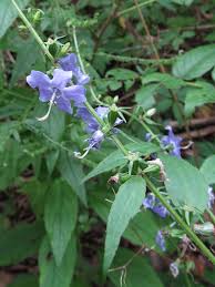 Image result for Campanulaceae