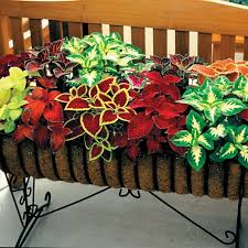 Wizard Mix Coleus Seeds Coleus Decoration Plante Jardinage En Pots