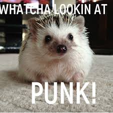 Whatcha Lookin At Hedgehog Hedgehog Pet Cute Little Animals Cute Animals