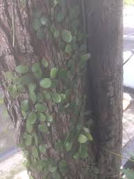 Impiana iman pokok duit duit mp3 & mp4. Jom Tanam Sayur Jts Pokok Duit Duit