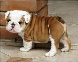 The english bulldog breed is sadly riddled with many health problems. English Bulldog Puppies For Sale Albert Lea Mn 102337