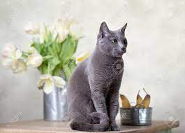Maybe you would like to learn more about one of these? Russian Blue Cat Sitting On Table With Pears And Tulips Stock Photo Picture And Royalty Free Image Image 12133950