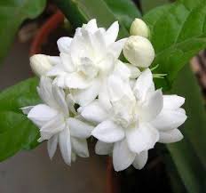 Arabian Tea Jasmine Plant Belle Of India Sambac 6 Pot By Hirts Jasmine 11 99 Flowers Are Borne In Clus Jasmine Plant Fragrant Flowers Jasmine Flower