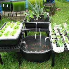 Pengaturan hidroponik rumah diy kecil: Perkebunan Hidroponik Diy Fur Android Apk Herunterladen