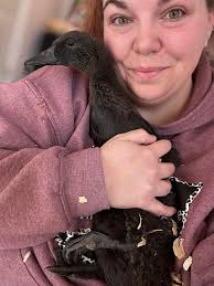 Rouen ducklings need new home with pond