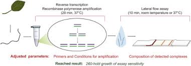 There were many people who died and some survived. Nucleic Acid Lateral Flow Assay With Recombinase Polymerase Amplification Solutions For Highly Sensitive Detection Of Rna Virus Sciencedirect