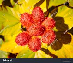 Image result for Bixaceae