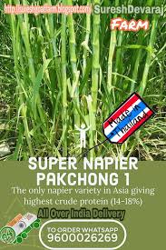 What are the advantages of pakchong1 super. Suresh Devaraj Goat Farm Super Napier