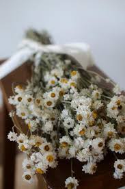 Plus, dried flowers and preserved flowers offer the best of both worlds combining the beauty of natural flowers, with the longevity of artificial flowers. Dried Ammobium Bunch Mini Daisies Everlasting Dried Flowers Mini Daisy White Daisies Dried Flower Bouquet Flowers Bouquet Dried Flowers