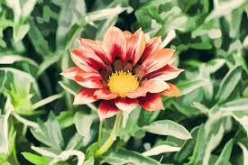 They give you best possible rates, cake options, decorative articles and flowers of course. Red Flower Dp Jpg Lovetravellim Singapore Travel Photographer