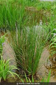 Image result for Juncus exsertus