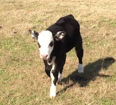 Black Angus Calves For Sale Near Me Angus Hereford Cross Mini Cows Baby Animals Cow Calf