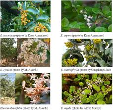 Image result for Ehretia cymosa