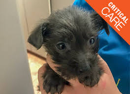 Check spelling or type a new query. Puppies For Adoption Az The Y Guide